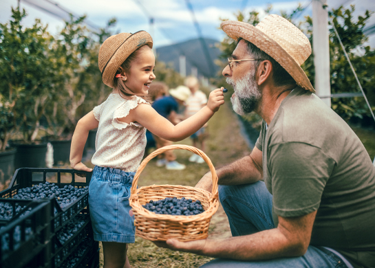 A grandfather and granddaughter pick blueberries.