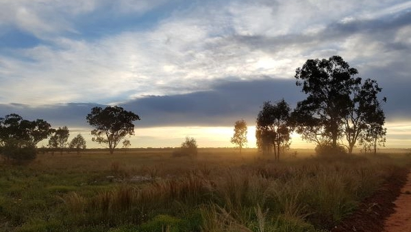 A grassy, roadside field in outback New South Wales, dotted with gumtrees filtering sunset light.